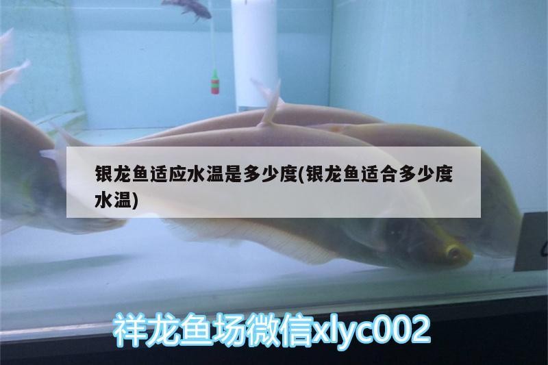 銀龍魚適應(yīng)水溫是多少度(銀龍魚適合多少度水溫)