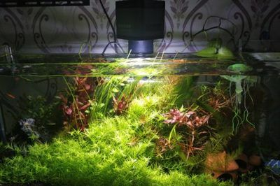 北方魚缸適合養(yǎng)什么水草：北方魚缸適合養(yǎng)哪些水草