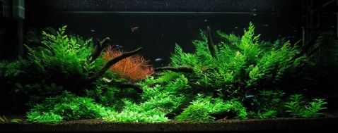 北方魚缸適合養(yǎng)什么水草：北方魚缸適合養(yǎng)哪些水草
