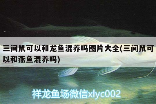 三間鼠可以和龍魚混養嗎圖片大全(三間鼠可以和燕魚混養嗎)