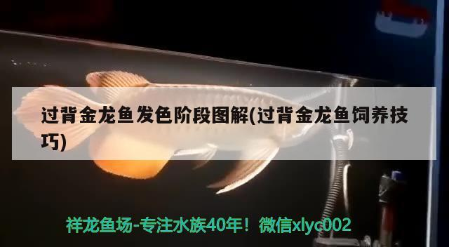 過背金龍魚發(fā)色階段圖解(過背金龍魚飼養(yǎng)技巧)