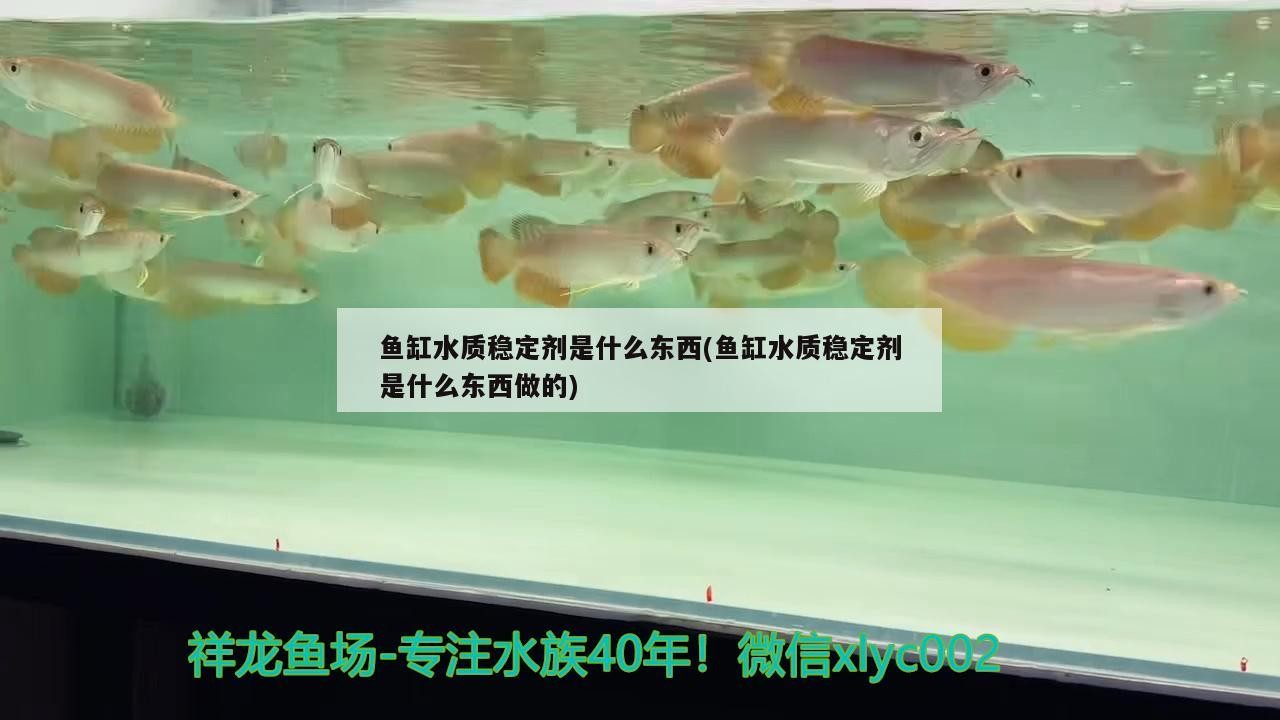魚缸水質(zhì)穩(wěn)定劑是什么東西(魚缸水質(zhì)穩(wěn)定劑是什么東西做的)