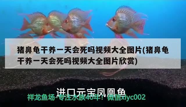 豬鼻龜干養(yǎng)一天會死嗎視頻大全圖片(豬鼻龜干養(yǎng)一天會死嗎視頻大全圖片欣賞)