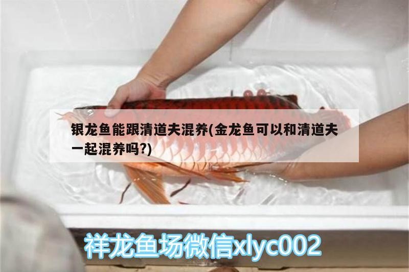 銀龍魚能跟清道夫混養(金龍魚可以和清道夫一起混養嗎?)
