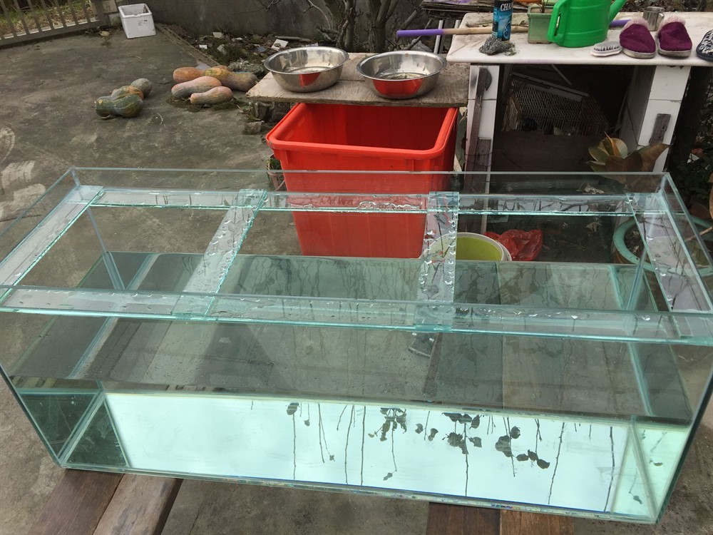 80cm魚缸用加拉筋嗎：\80cm魚缸用加拉筋嗎\"80cm魚缸拉筋的注意事項