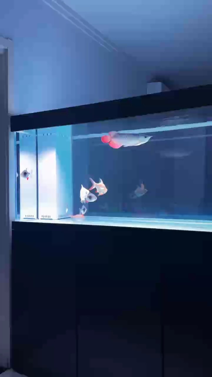 自從養(yǎng)了魚(yú)下班好像就沒(méi)有夜生活了