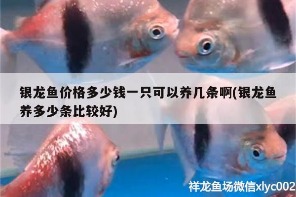 銀龍魚價格多少錢一只可以養幾條啊(銀龍魚養多少條比較好) 銀龍魚價格多少錢一只可以養幾條啊(銀龍魚養多少條比較好) 銀龍魚百科