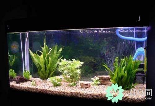 大型魚缸適合養(yǎng)水草嗎：大型魚缸養(yǎng)水草與普通魚缸的區(qū)別在于其生態(tài)系統(tǒng)的構(gòu)建