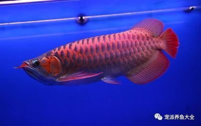 養紅龍魚的寓意是什么：紅龍魚養殖技巧有哪些