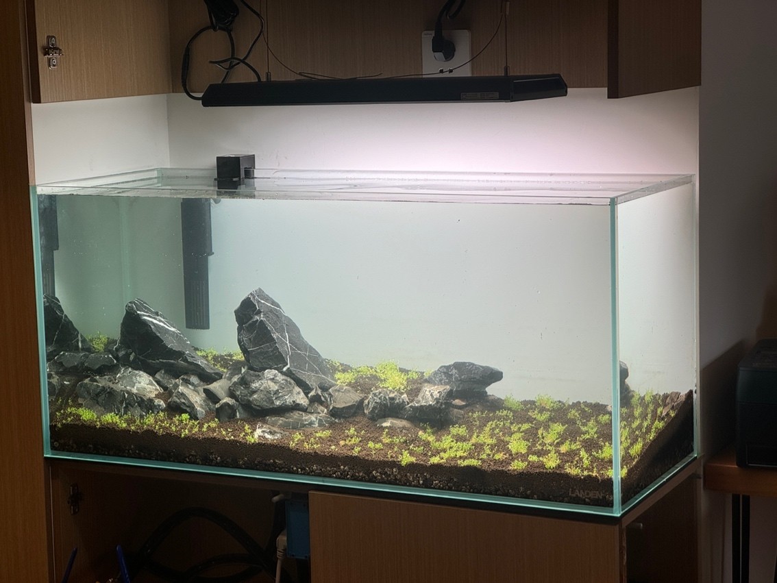 水草新開缸