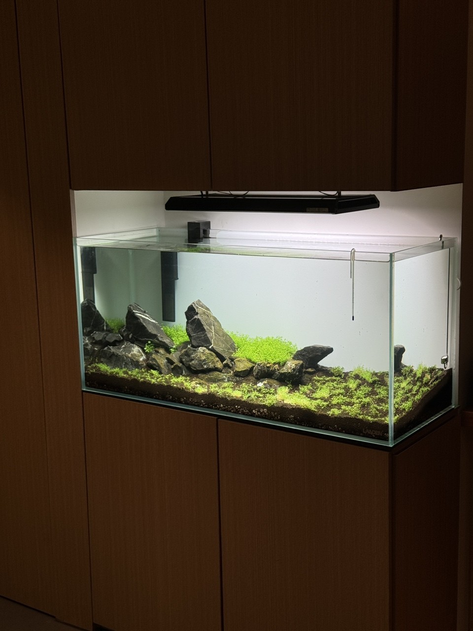 水草新開缸