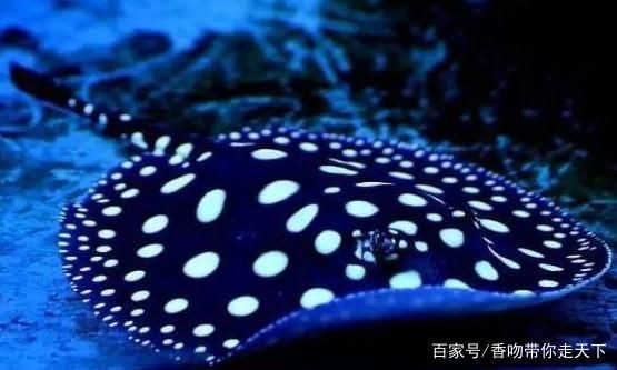 魔鬼魚和赤魟的區(qū)別：赤魟與魔鬼魚的區(qū)別 魔鬼魚和赤魟的區(qū)別：赤魟與魔鬼魚的區(qū)別 魟魚百科 第2張