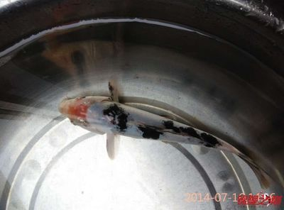 龍魚爛尾巴怎么回事vs祥龍魚場：銀龍魚爛尾爛尾爛鰭怎么回事(銀龍魚爛尾爛鰭怎么回事