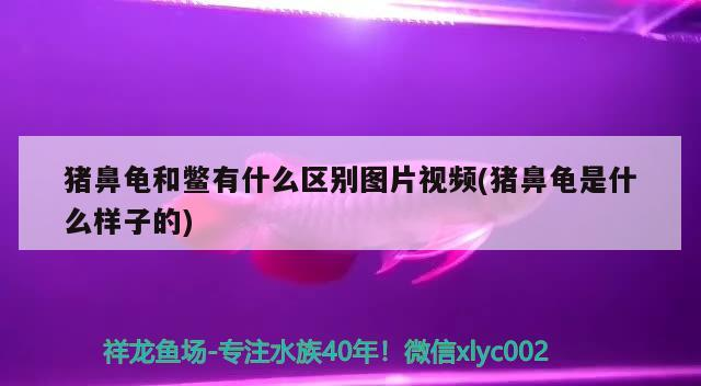 豬鼻龜和鱉有什么區(qū)別圖片視頻(豬鼻龜是什么樣子的)