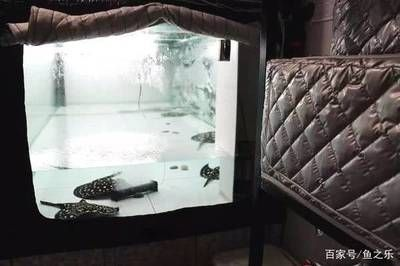 魟魚一次繁殖幾個小時能長大：魟魚的生長速度受到多種因素影響，養魚者注意到，