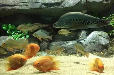 漳州水族館vs祥龍魚場（漳州水族館與祥龍魚場各有特色）