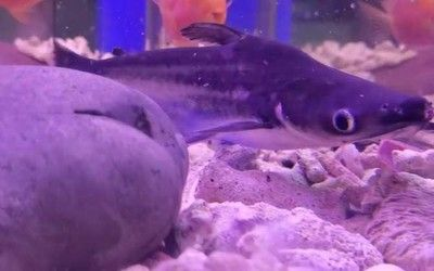 漳州水族館vs祥龍魚場（漳州水族館與祥龍魚場各有特色）