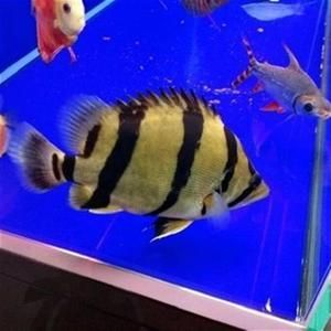 虎魚喂活魚好嗎怎么喂：虎魚喂活魚好嗎怎么喂虎魚健康風(fēng)險(xiǎn)和水質(zhì)管理