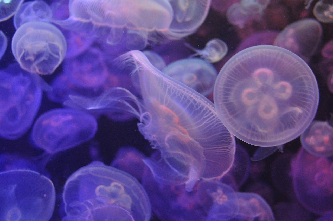 廣州最大的水族市場搬到哪里去了（廣州邊到有魚缸批發市場）