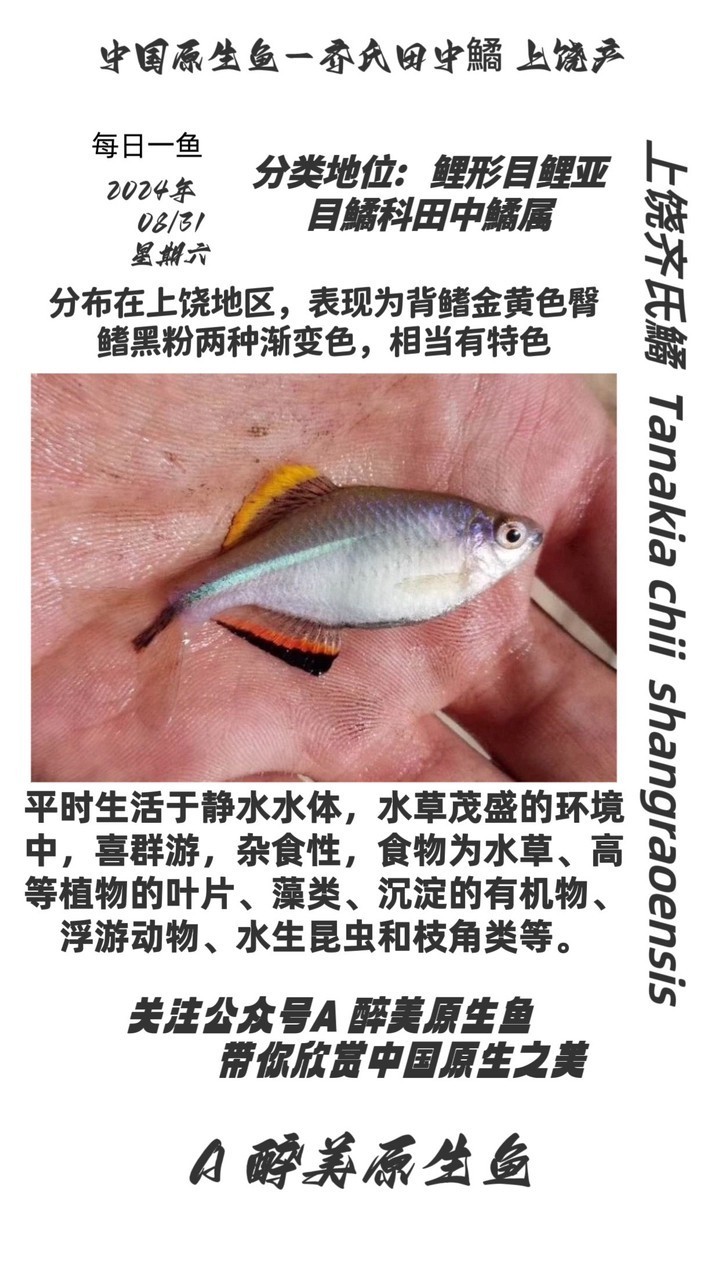 上饒齊氏鱊 上饒齊氏鱊 龍魚論壇