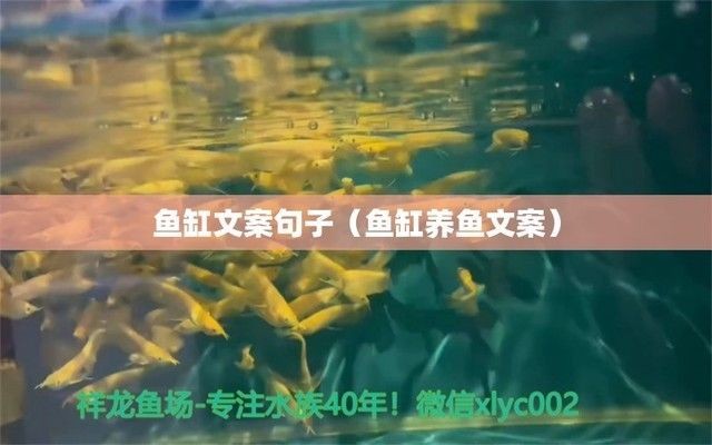魚缸發(fā)朋友圈文案短句，魚缸養(yǎng)護(hù)小技巧 魚缸發(fā)朋友圈文案短句，魚缸養(yǎng)護(hù)小技巧 魚缸百科 第4張