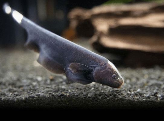 惠州可麗愛魚缸專賣店:惠州可麗愛魚缸專賣店,打造家居水族藝術(shù)新境界 iwish愛唯希品牌魚缸 第2張 惠州可麗愛魚缸專賣店:惠州可麗愛魚缸專賣店,打造家居水族藝術(shù)新境界 惠州可麗愛魚缸專賣店:惠州可麗愛魚缸專賣店,打造家居水族藝術(shù)新境界 iwish愛唯希品牌魚缸 第2張