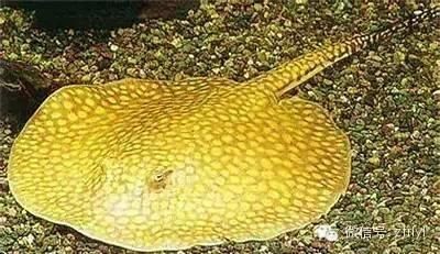 魟魚排便：魟魚排便怎么辦