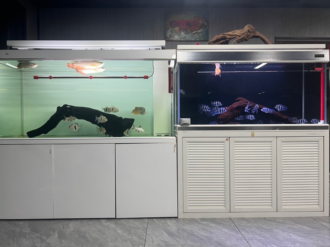 養龍人的苦樂 養龍人的苦樂 龍魚論壇