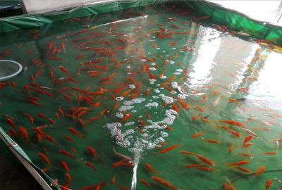 小虎魚苗怎么養殖：小虎魚苗養殖需要考慮水質、水溫、喂食和飼養環境等多個因素