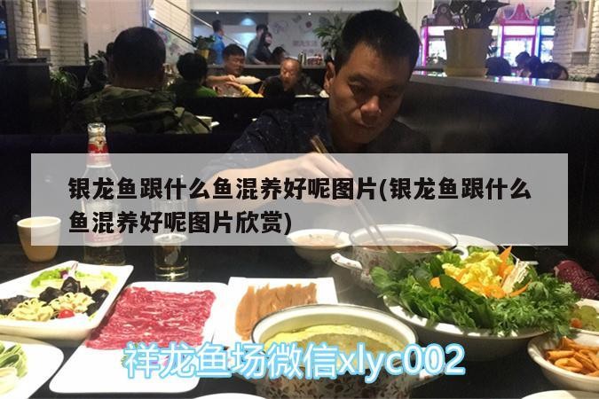 銀龍魚跟什么魚混養好呢圖片(銀龍魚跟什么魚混養好呢圖片欣賞) 銀龍魚跟什么魚混養好呢圖片(銀龍魚跟什么魚混養好呢圖片欣賞) 銀龍魚百科