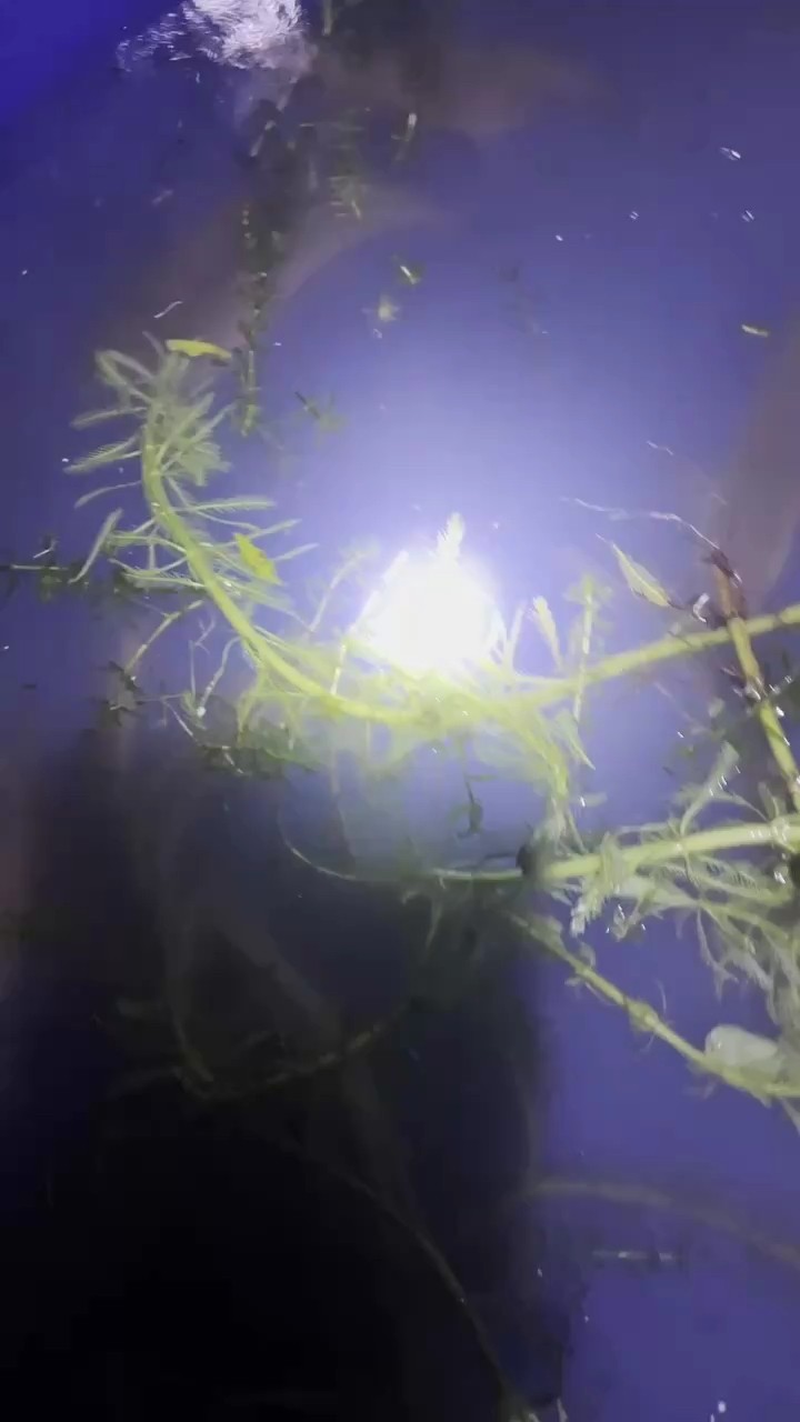 精品彩虹雷龍