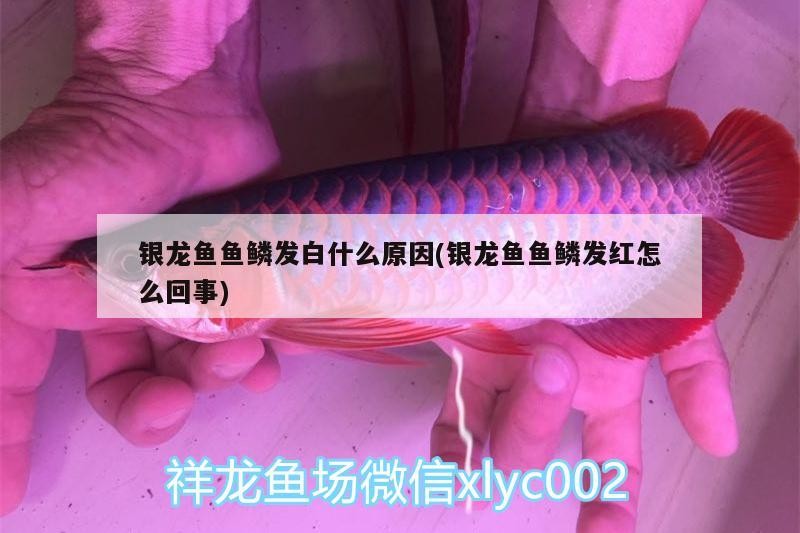 銀龍魚魚鱗發白什么原因(銀龍魚魚鱗發紅怎么回事) 銀龍魚魚鱗發白什么原因(銀龍魚魚鱗發紅怎么回事) 銀龍魚百科