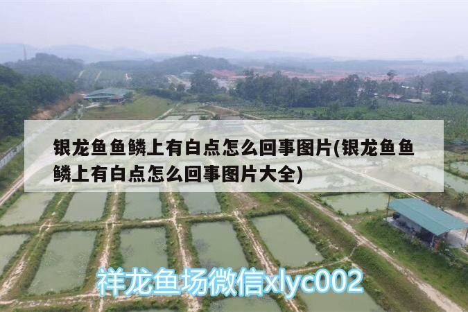 銀龍魚魚鱗上有白點怎么回事圖片(銀龍魚魚鱗上有白點怎么回事圖片大全)