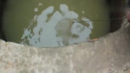 龍魚與虎魚混養追打掉鱗片