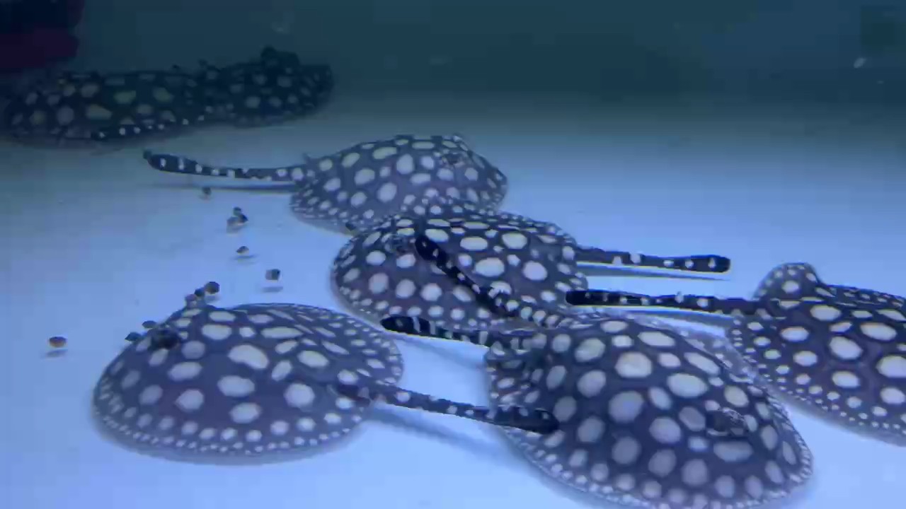 龍魚干蝦有營養嗎 航母血系 龍魚論壇 航母血系 航母血系 龍魚論壇