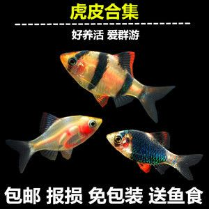 虎魚吃什么魚食最好:虎魚的飼料選擇