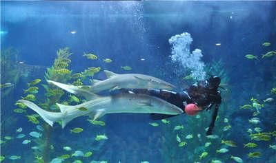 聊城水族館vs祥龍魚場（聊城水族館和祥龍魚場哪個好） 聊城水族館vs祥龍魚場（聊城水族館和祥龍魚場哪個好） 全國水族館企業名錄 第2張
