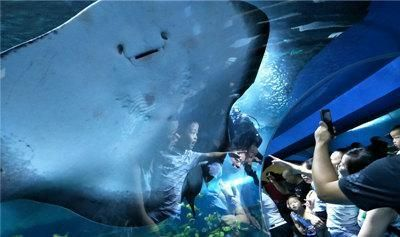 聊城水族館vs祥龍魚場（聊城水族館和祥龍魚場哪個好） 聊城水族館vs祥龍魚場（聊城水族館和祥龍魚場哪個好） 全國水族館企業名錄 第4張
