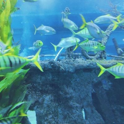 聊城水族館vs祥龍魚場（聊城水族館和祥龍魚場哪個好） 聊城水族館vs祥龍魚場（聊城水族館和祥龍魚場哪個好） 全國水族館企業名錄 第6張