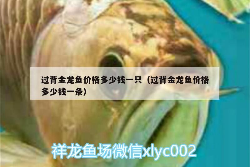 B級過背金龍魚 過背金龍魚價格多少錢一只(過背金龍魚價格多少錢一條) 金龍魚百科 過背金龍魚價格多少錢一只(過背金龍魚價格多少錢一條) 過背金龍魚價格多少錢一只(過背金龍魚價格多少錢一條) 金龍魚百科