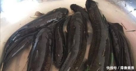 虎魚一般養(yǎng)幾條合適的魚：虎魚一般養(yǎng)幾條合適