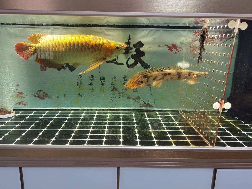 森森魚缸改裝喂食口 森森魚缸改裝喂食口 龍魚論壇