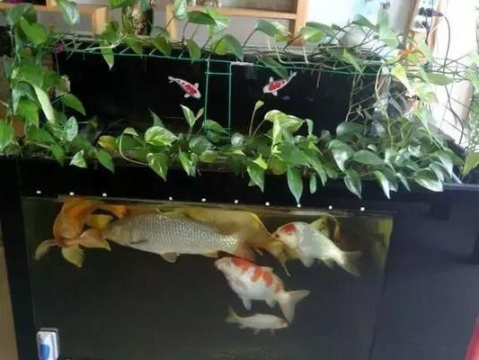 魚缸養(yǎng)魚的說(shuō)說(shuō)怎么寫，如何養(yǎng)護(hù)魚缸水質(zhì)魚缸裝飾創(chuàng)意靈感