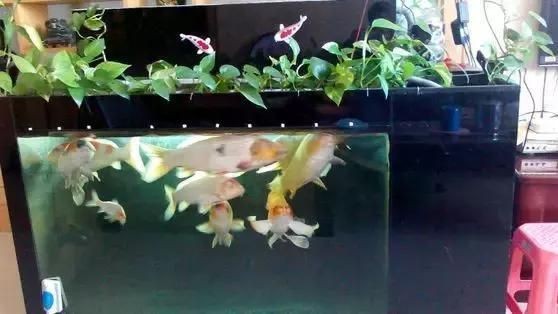 魚缸養(yǎng)魚的說(shuō)說(shuō)怎么寫，如何養(yǎng)護(hù)魚缸水質(zhì)魚缸裝飾創(chuàng)意靈感