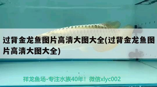 過背金龍魚圖片高清大圖大全(過背金龍魚圖片高清大圖大全)