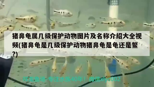 豬鼻龜屬幾級(jí)保護(hù)動(dòng)物圖片及名稱(chēng)介紹大全視頻(豬鼻龜是幾級(jí)保護(hù)動(dòng)物豬鼻龜是龜還是鱉?)