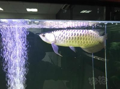 龍魚多長時間下崽子