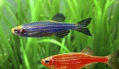 黑帝王魟魚繁殖周期對比：黑帝王魟魚與珍珠魟繁殖對比