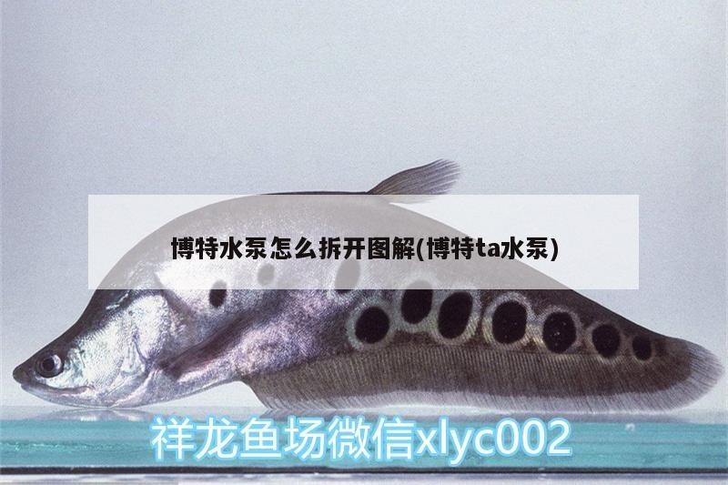 博特水泵怎么拆開(kāi)圖解(博特ta水泵)