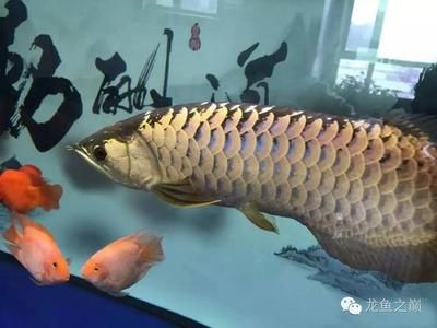 黑金魟魚成魚：黑金魟魚是一種淡水觀賞魚其成魚具有以下特點：黑金魟魚